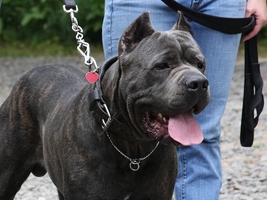 blue cane corso old world vandal